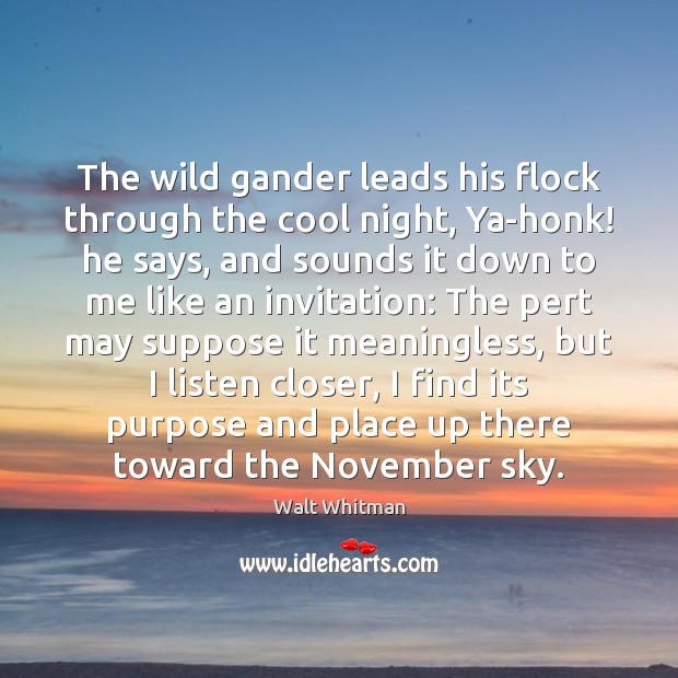 The wild gander leads his flock through the cool night, Ya-honk! he Walt Whitman Picture Quote