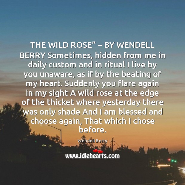 THE WILD ROSE” – BY WENDELL BERRY Sometimes, hidden from me in daily Wendell Berry Picture Quote