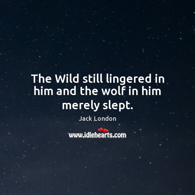 The Wild still lingered in him and the wolf in him merely slept. Jack London Picture Quote