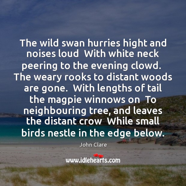 The wild swan hurries hight and noises loud  With white neck peering John Clare Picture Quote