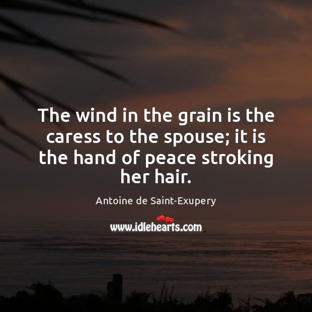 The wind in the grain is the caress to the spouse; it Antoine de Saint-Exupery Picture Quote