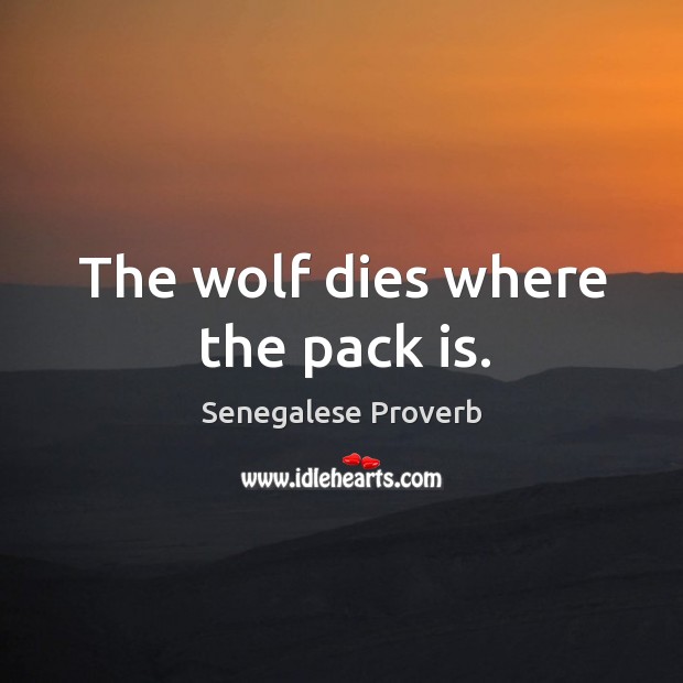 The wolf dies where the pack is. Senegalese Proverbs Image