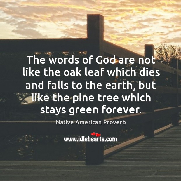 The words of God are like the pine tree which stays green forever. Image