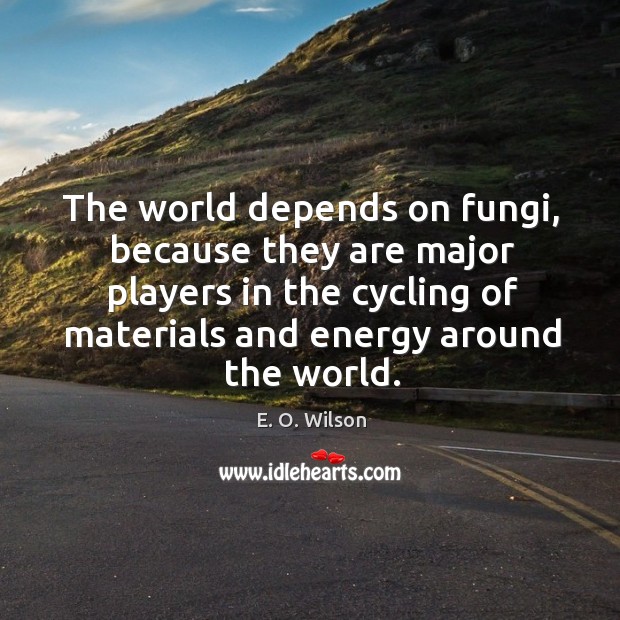 The world depends on fungi, because they are major players in the E. O. Wilson Picture Quote
