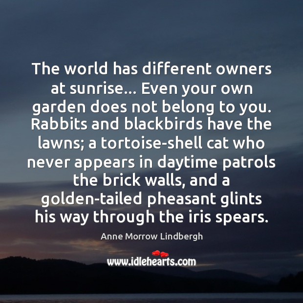 The world has different owners at sunrise… Even your own garden does Image