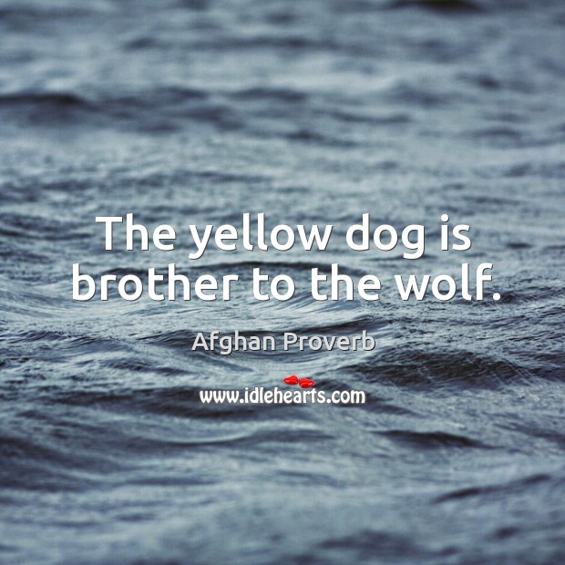 The yellow dog is brother to the wolf. Afghan Proverbs Image