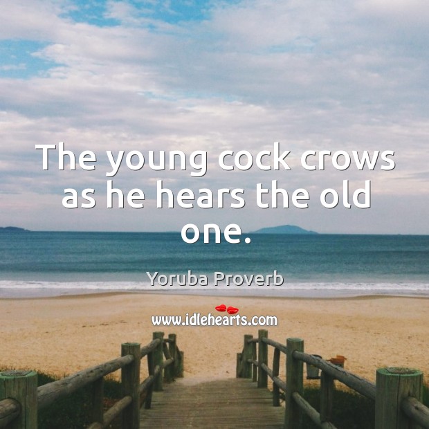 The young cock crows as he hears the old one. Yoruba Proverbs Image