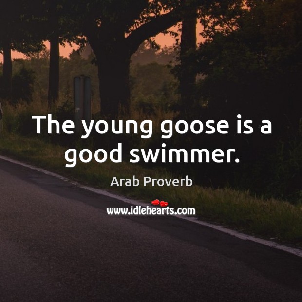 The young goose is a good swimmer. Image