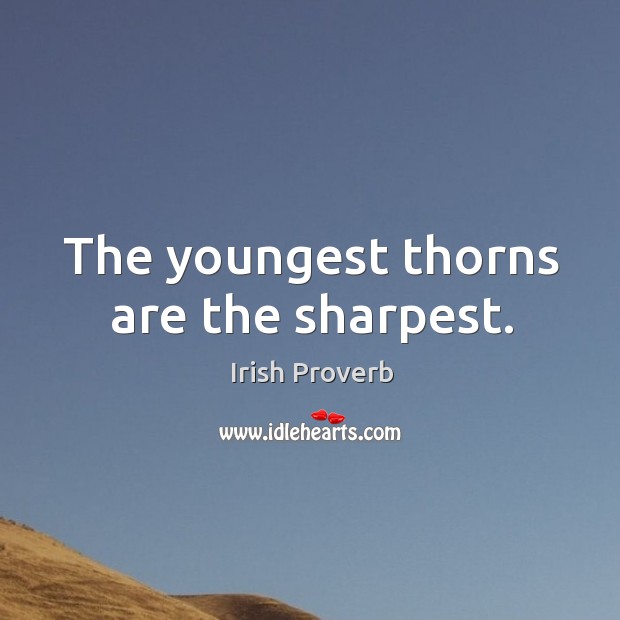 The youngest thorns are the sharpest. Irish Proverbs Image