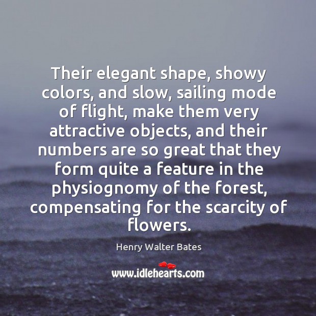 Their elegant shape, showy colors, and slow, sailing mode of flight, make Henry Walter Bates Picture Quote