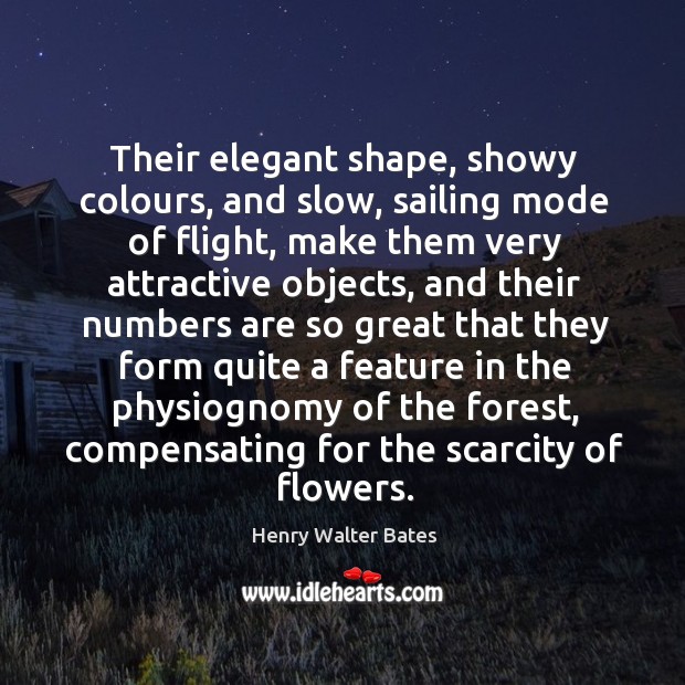 Their elegant shape, showy colours, and slow, sailing mode of flight, make them Henry Walter Bates Picture Quote
