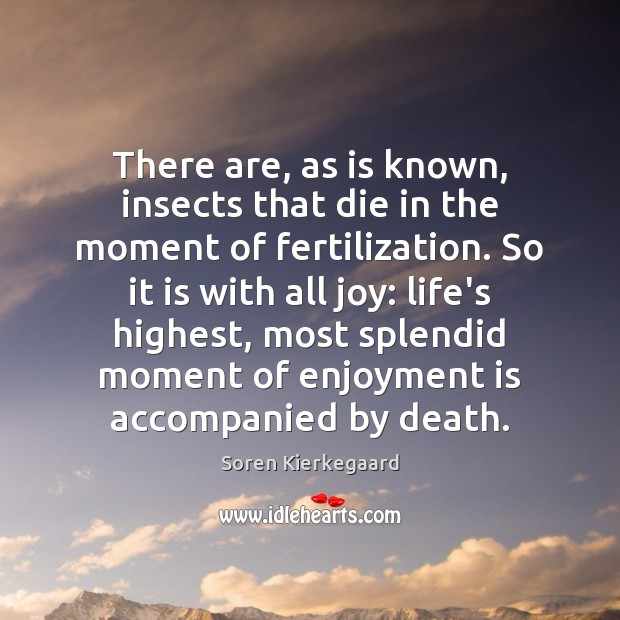 There are, as is known, insects that die in the moment of Soren Kierkegaard Picture Quote
