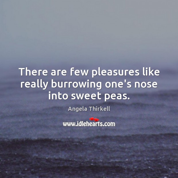 There are few pleasures like really burrowing one’s nose into sweet peas. Angela Thirkell Picture Quote