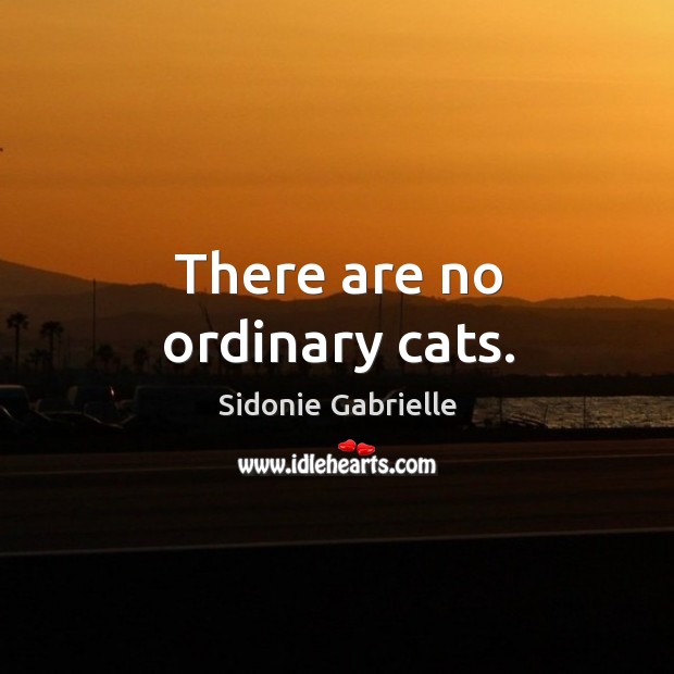 There are no ordinary cats. Sidonie Gabrielle Picture Quote