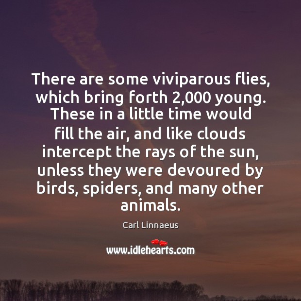 There are some viviparous flies, which bring forth 2,000 young. These in a Carl Linnaeus Picture Quote