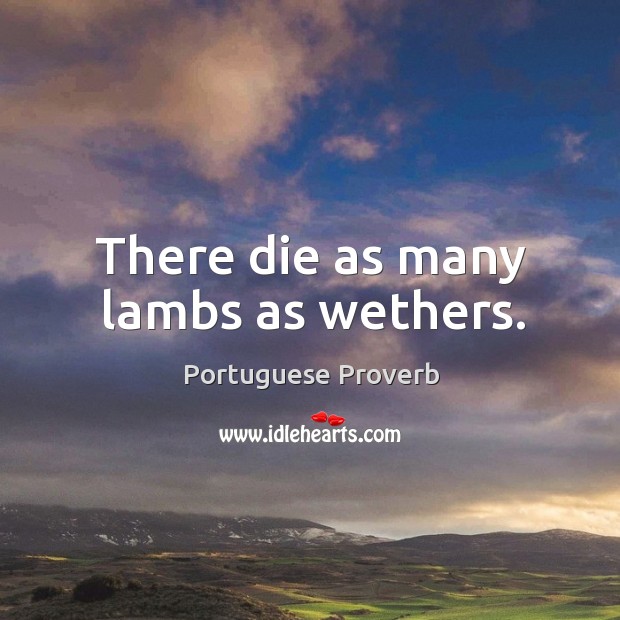 There die as many lambs as wethers. Portuguese Proverbs Image