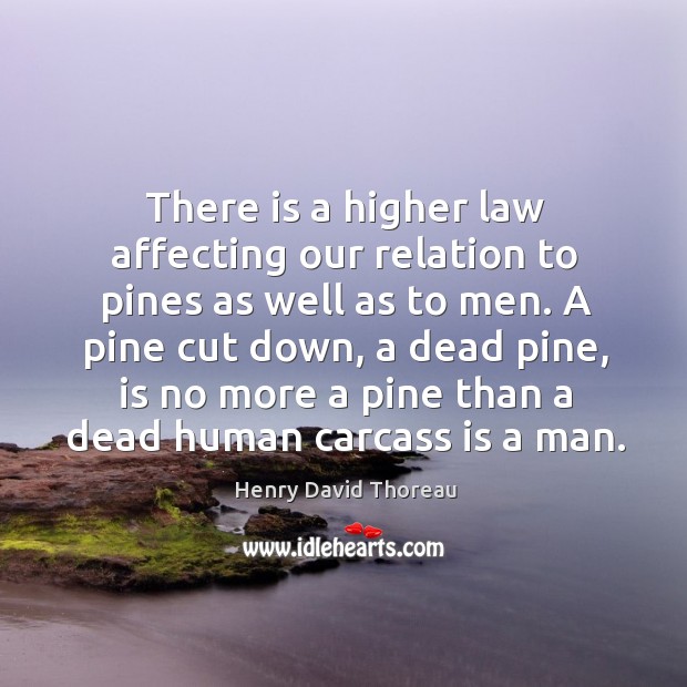 There is a higher law affecting our relation to pines as well Henry David Thoreau Picture Quote