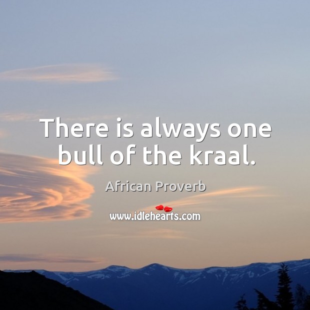 There is always one bull of the kraal. Image