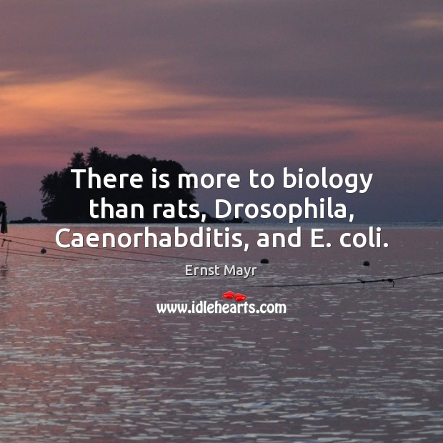 There is more to biology than rats, Drosophila, Caenorhabditis, and E. coli. Ernst Mayr Picture Quote
