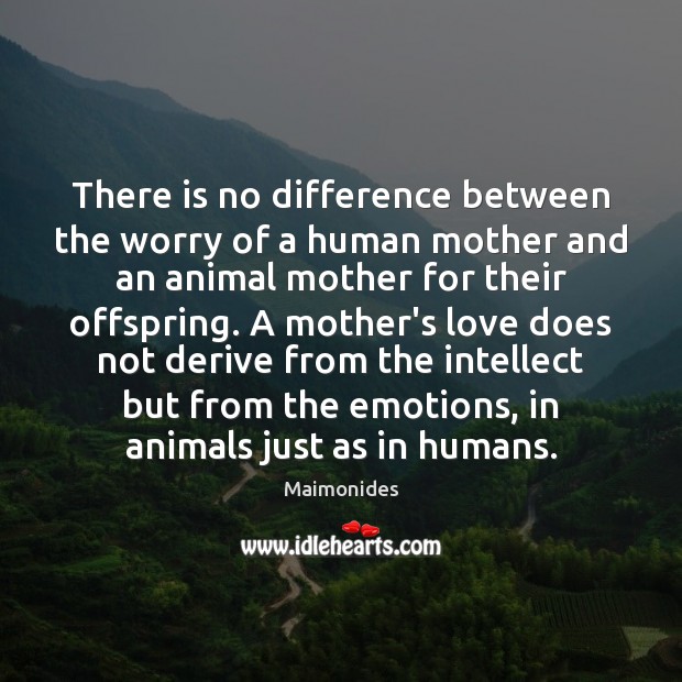 There is no difference between the worry of a human mother and Maimonides Picture Quote