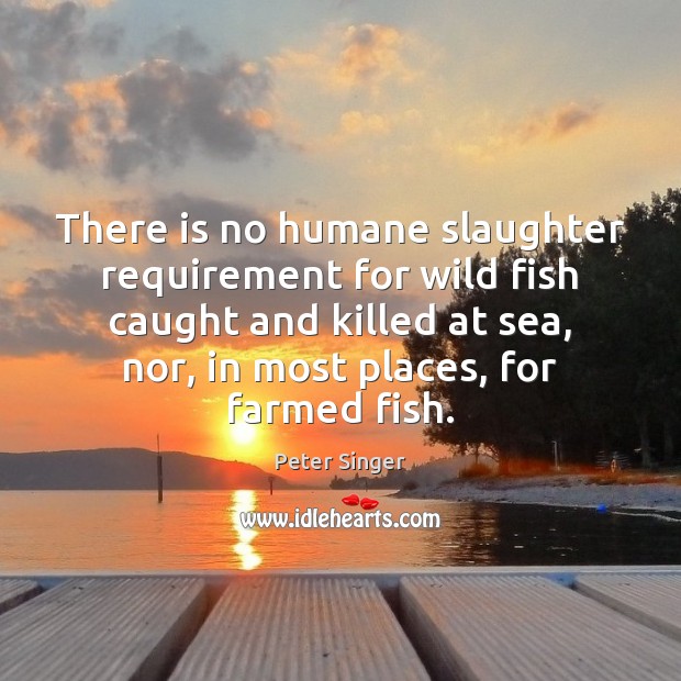 There is no humane slaughter requirement for wild fish caught and killed Peter Singer Picture Quote