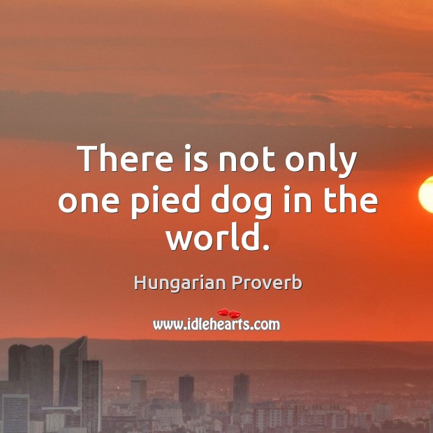 There is not only one pied dog in the world. Image