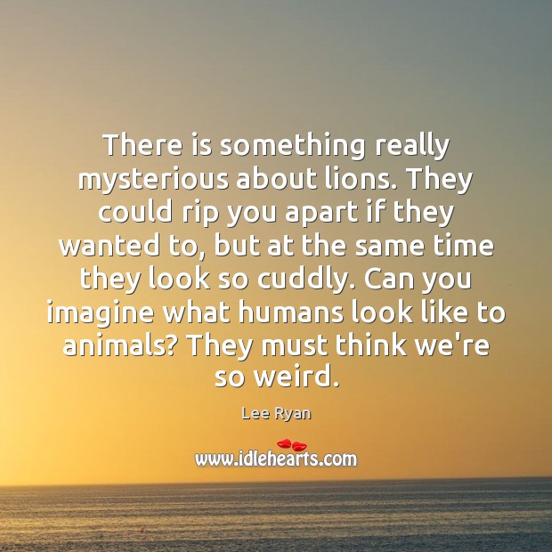 There is something really mysterious about lions. They could rip you apart Lee Ryan Picture Quote