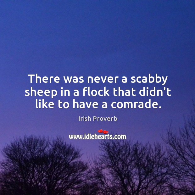 There was never a scabby sheep in a flock that didn’t like to have a comrade. Irish Proverbs Image