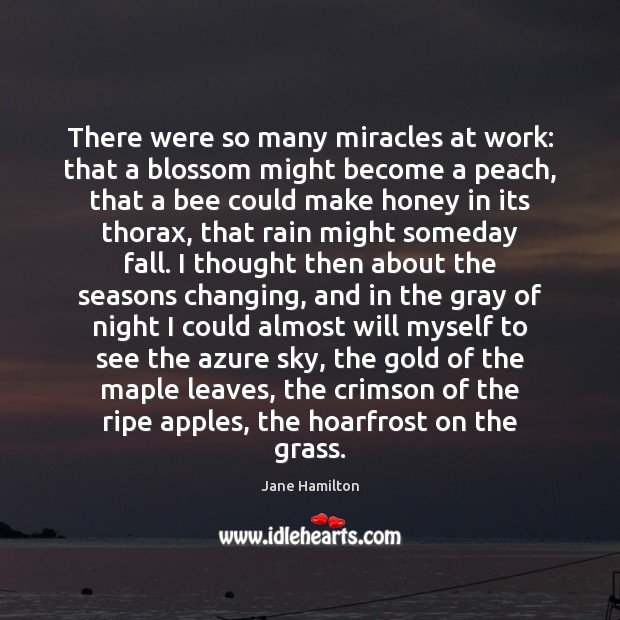 There were so many miracles at work: that a blossom might become Jane Hamilton Picture Quote