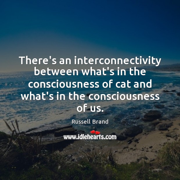 There’s an interconnectivity between what’s in the consciousness of cat and what’s Russell Brand Picture Quote