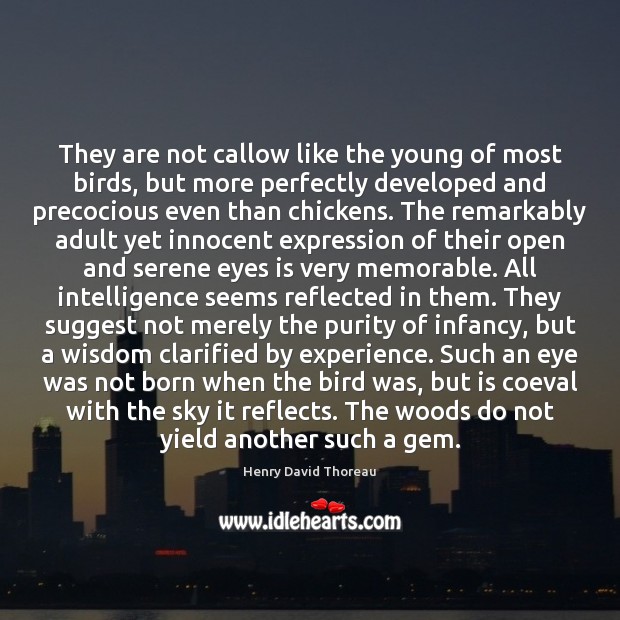 They are not callow like the young of most birds, but more Henry David Thoreau Picture Quote