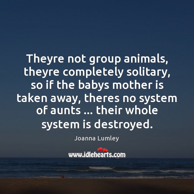 Theyre not group animals, theyre completely solitary, so if the babys mother Joanna Lumley Picture Quote