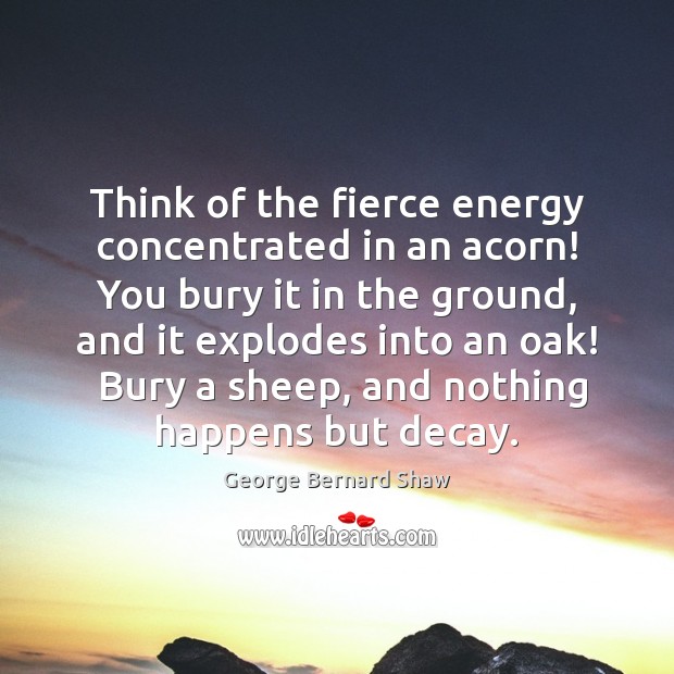 Think of the fierce energy concentrated in an acorn! You bury it George Bernard Shaw Picture Quote