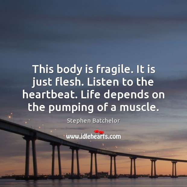 This body is fragile. It is just flesh. Listen to the heartbeat. Stephen Batchelor Picture Quote