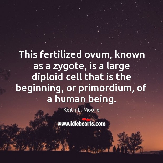 This fertilized ovum, known as a zygote, is a large diploid cell Keith L. Moore Picture Quote