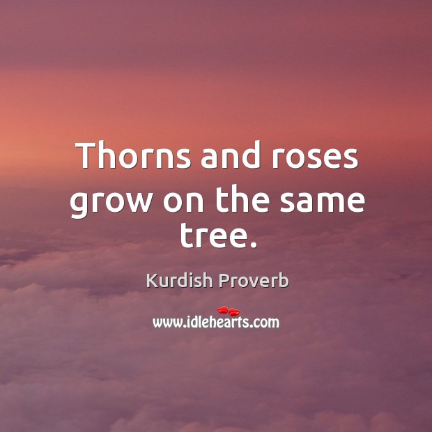Thorns and roses grow on the same tree. Kurdish Proverbs Image