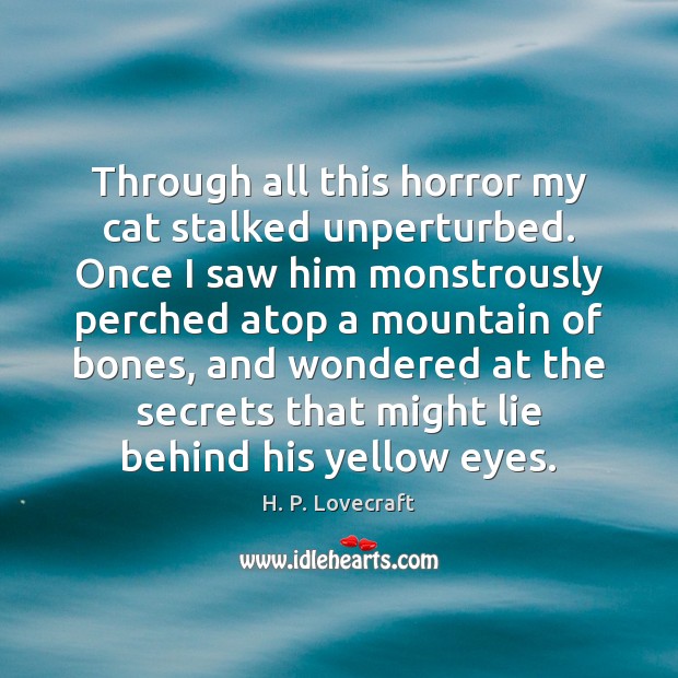 Through all this horror my cat stalked unperturbed. Once I saw him 
