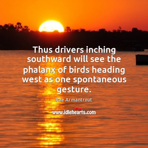 Thus drivers inching southward will see the phalanx of birds heading west Rae Armantrout Picture Quote