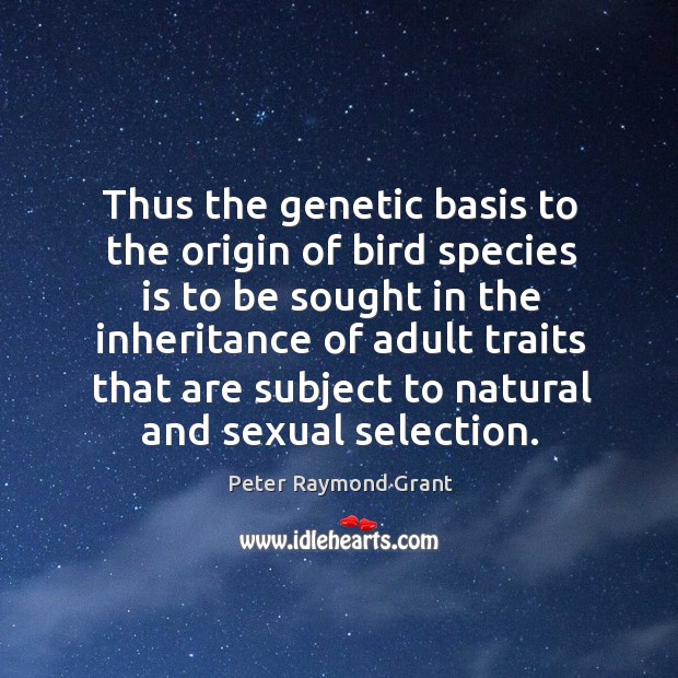 Thus the genetic basis to the origin of bird species is to be sought in the inheritance Peter Raymond Grant Picture Quote