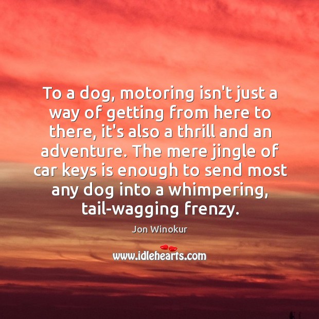 To a dog, motoring isn’t just a way of getting from here Image