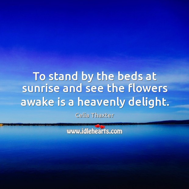 To stand by the beds at sunrise and see the flowers awake is a heavenly delight. Celia Thaxter Picture Quote
