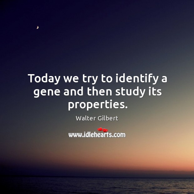 Today we try to identify a gene and then study its properties. Walter Gilbert Picture Quote