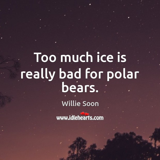 Too much ice is really bad for polar bears. Willie Soon Picture Quote