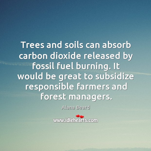Trees and soils can absorb carbon dioxide released by fossil fuel burning. Image
