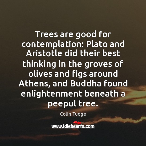 Trees are good for contemplation: Plato and Aristotle did their best thinking Colin Tudge Picture Quote