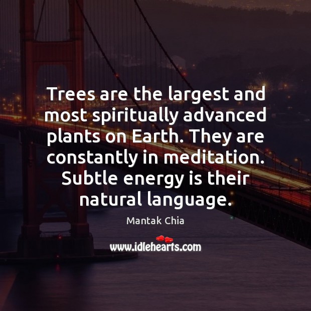 Trees are the largest and most spiritually advanced plants on Earth. They Image