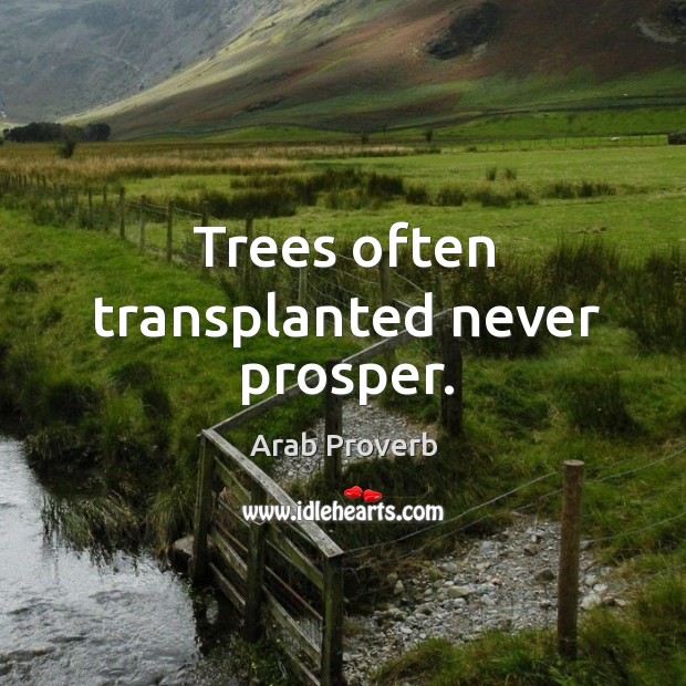 Trees often transplanted never prosper. Arab Proverbs Image