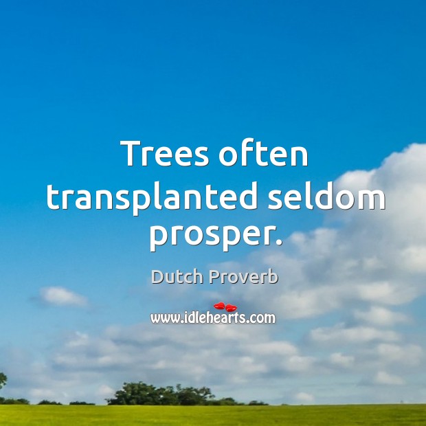 Trees often transplanted seldom prosper. Dutch Proverbs Image