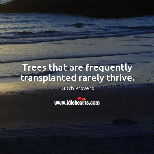 Trees that are frequently transplanted rarely thrive. Dutch Proverbs Image