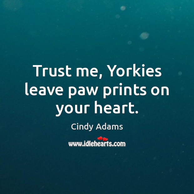 Trust me, Yorkies leave paw prints on your heart. Cindy Adams Picture Quote